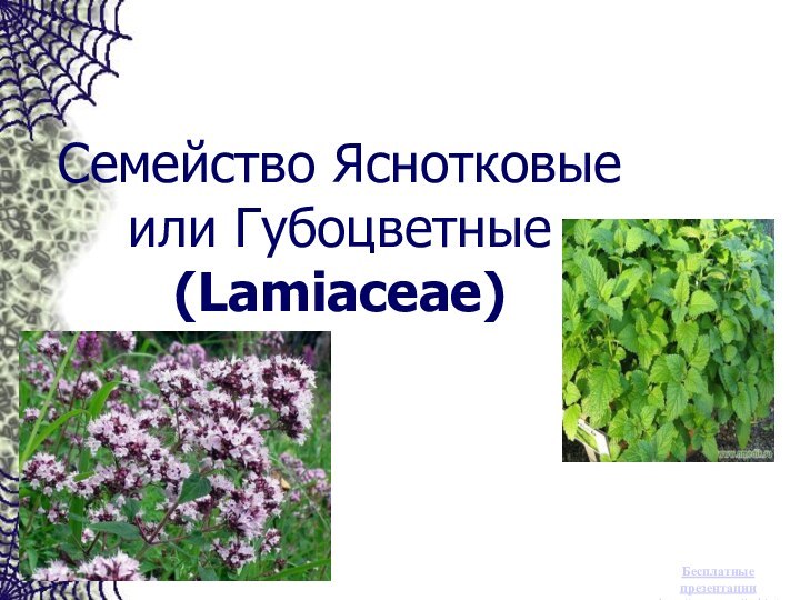 Семейство Яснотковые или Губоцветные (Lamiaceae) Бесплатные презентацииhttp://prezentacija.biz/