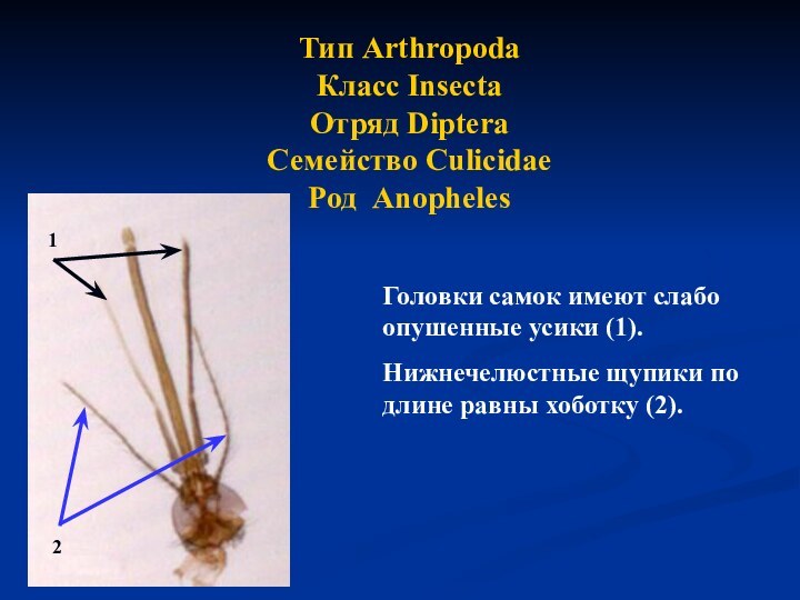 Тип ArthropodaКласс InsectaОтряд DipteraСемейство CulicidaeРод Anopheles Головки самок имеют слабо опушенные усики