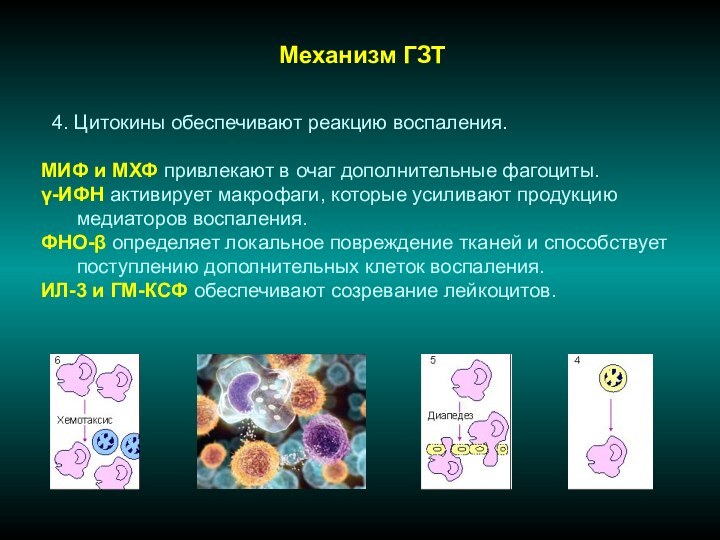 Механизм ГЗТ 4. Цитокины обеспечивают реакцию воспаления.МИФ и МХФ привлекают в очаг