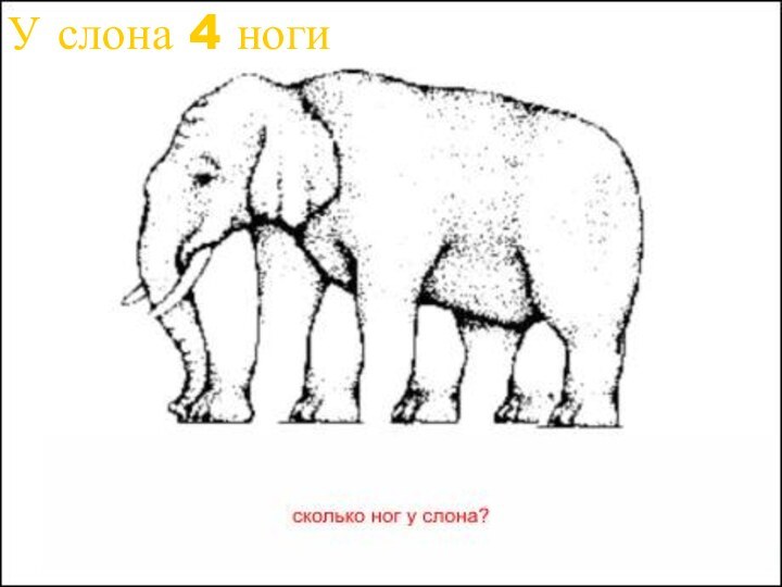 У слона 4 ногиУ слона 4 ноги