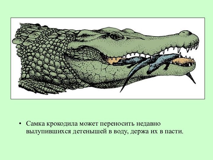 Самка крокодила может переносить недавно вылупившихся детенышей в воду, держа их в пасти.