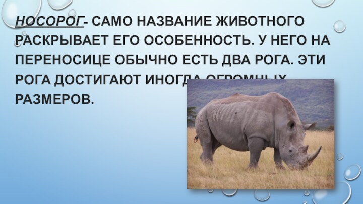 Носорог- само название животного раскрывает его особенность. У него на переносице