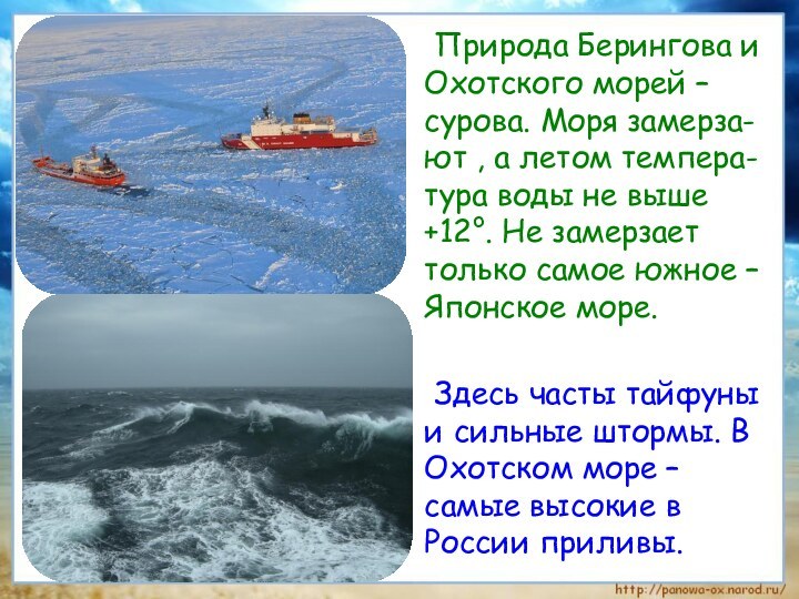 Природа Берингова и Охотского морей – сурова. Моря замерза-ют , а летом