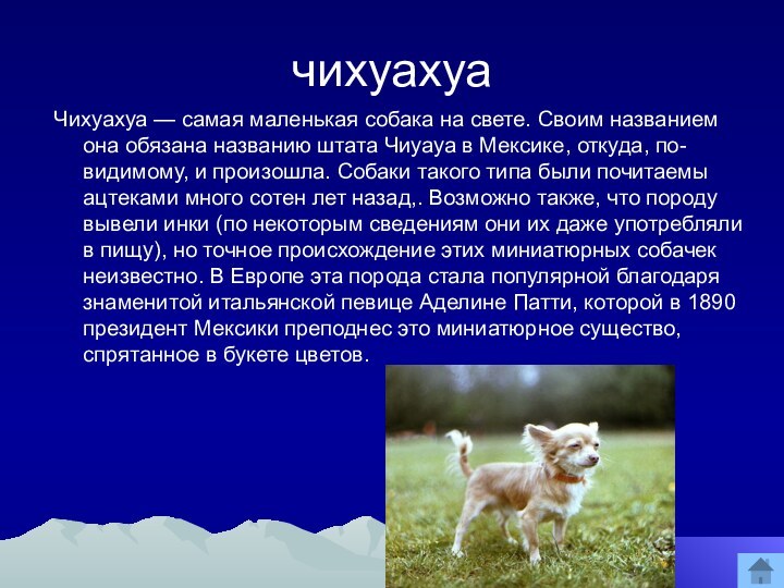 чихуахуаЧихуахуа — самая маленькая собака на свете. Своим названием она обязана названию