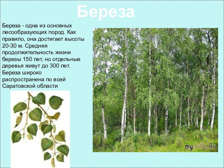 Береза - одна из основных лесообразующих пород. Как правило, она достигает высоты 20-30 м.
