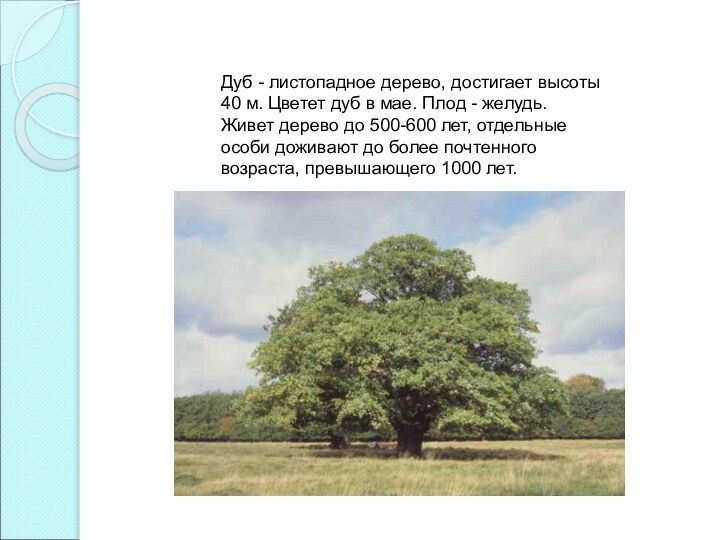 Дуб - листопадное дерево, достигает высоты 40 м. Цветет дуб в мае. Плод -