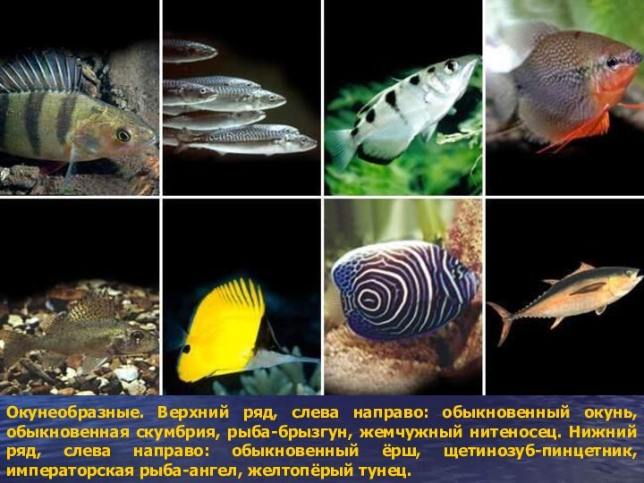 Окунеобразные. Верхний ряд, слева направо: обыкновенный окунь, обыкновенная скумбрия, рыба-брызгун, жемчужный нитеносец.