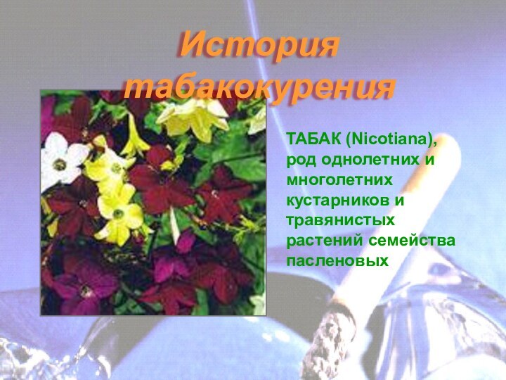 ТАБАК (Nicotiana), род однолетних и многолетних кустарников и травянистых растений семейства пасленовыхИстория табакокурения