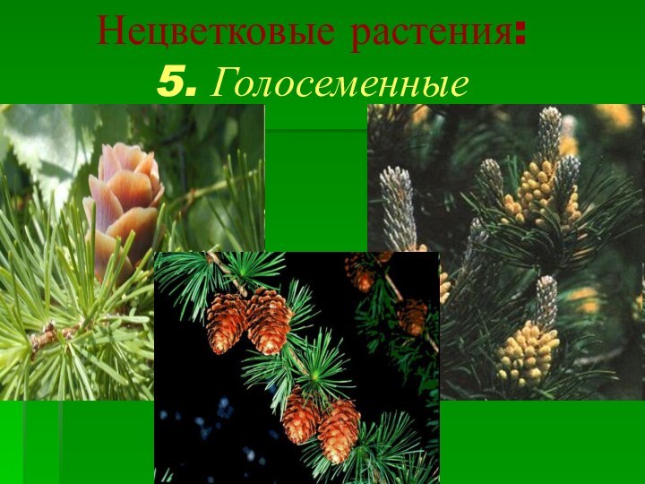 Нецветковые растения: 5. Голосеменные