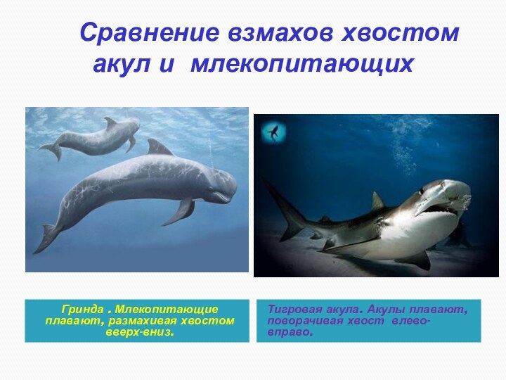 Сравнение взмахов хвостом акул и млекопитающихГринда . Млекопитающие плавают, размахивая хвостом вверх-вниз.Тигровая