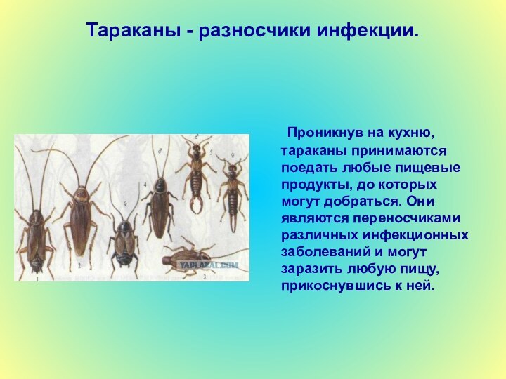 Тараканы - разносчики инфекции.		Проникнув на кухню, тараканы принимаются поедать любые пищевые продукты, до которых