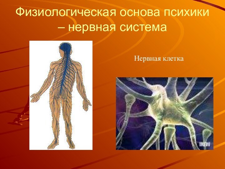 Физиологическая основа психики – нервная системаНервная клетка