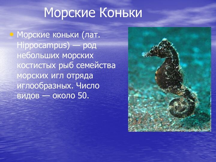 Морские КонькиМорские коньки (лат. Hippocampus) — род небольших морских костистых рыб семейства морских игл