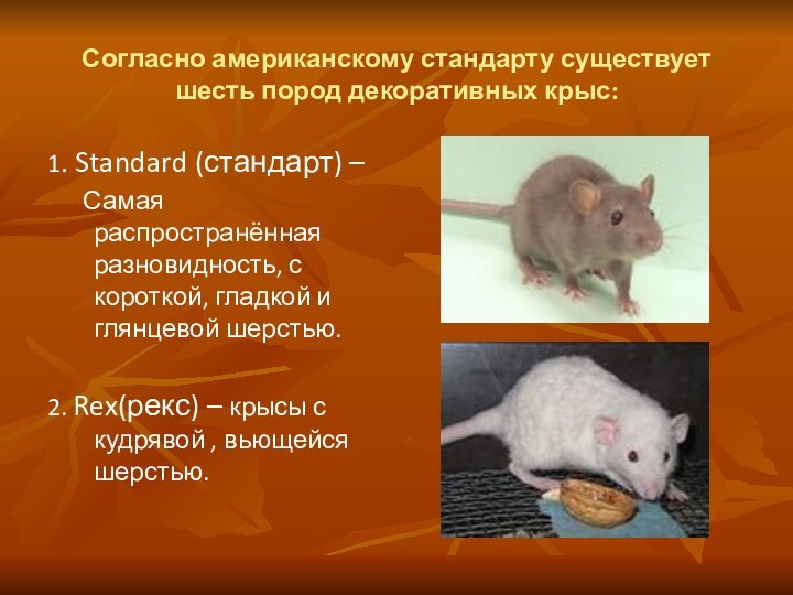 Согласно американскому стандарту существует шесть пород декоративных крыс:1. Standard (стандарт) –