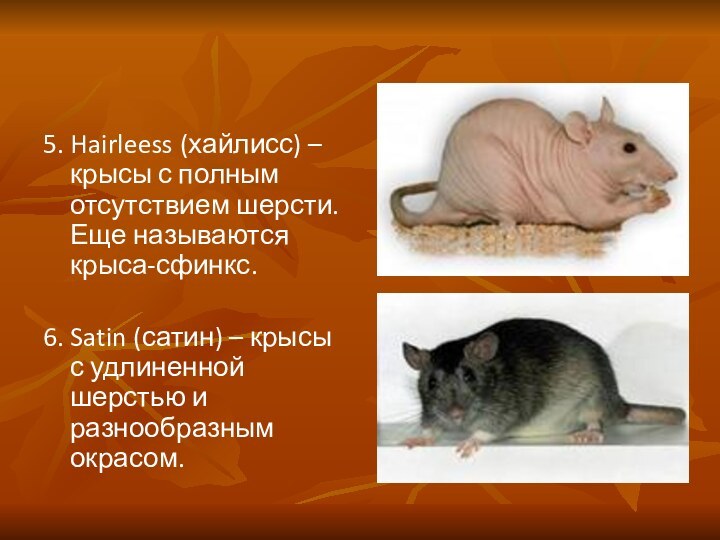 5. Hairleess (хайлисс) – крысы с полным отсутствием шерсти. Еще называются крыса-сфинкс.6. Satin (сатин) – крысы с удлиненной шерстью и разнообразным окрасом.