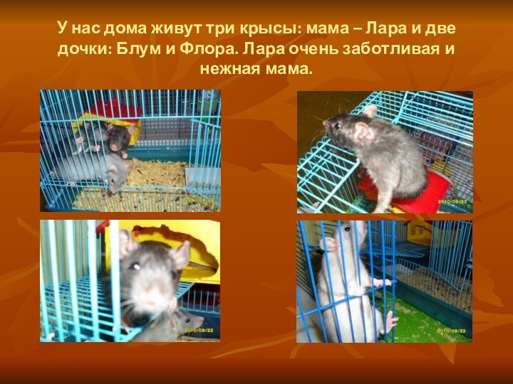 У нас дома живут три крысы: мама – Лара и две дочки: