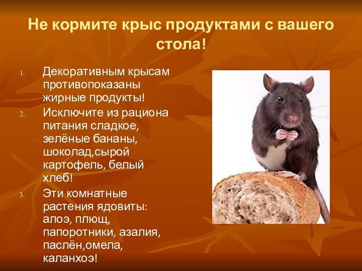 Не кормите крыс продуктами с вашего стола!Декоративным крысам противопоказаны жирные продукты!Исключите из