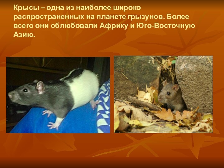 Крысы – одна из наиболее широко распространенных на планете грызунов. Более всего