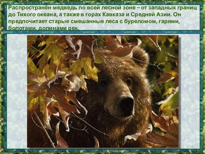 Распространён медведь по всей лесной зоне – от западных границ до Тихого океана, а
