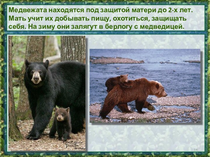 Медвежата находятся под защитой матери до 2-х лет. Мать учит их добывать пищу, охотиться,