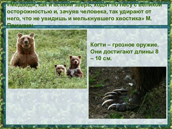 «Медведи, как и всякий зверь, ходят по лесу с великой осторожностью и, зачуяв человека,