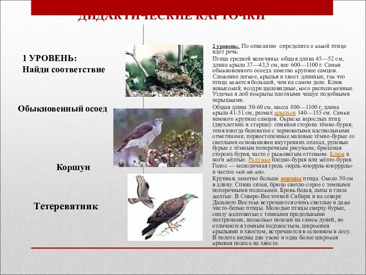 ДИДАКТИЧЕСКИЕ КАРТОЧКИ 2 уровень: По описанию определите о какой птице идет речь:Птица средней величины: