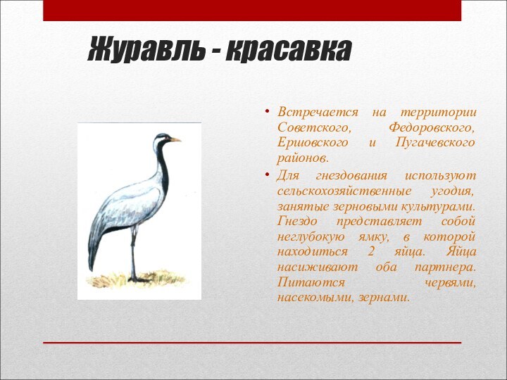 Журавль - красавкаВстречается на территории Советского, Федоровского, Ершовского и Пугачевского районов.Для гнездования используют сельскохозяйственные