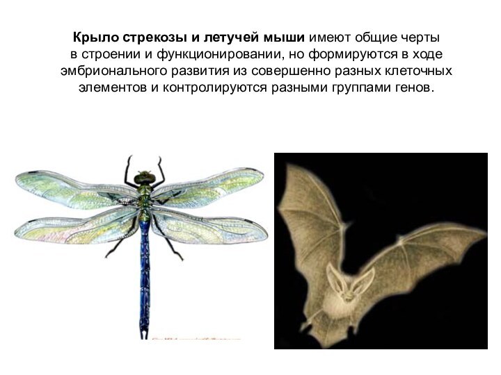 Крыло стрекозы и летучей мыши имеют общие черты в строении и функционировании, но формируются