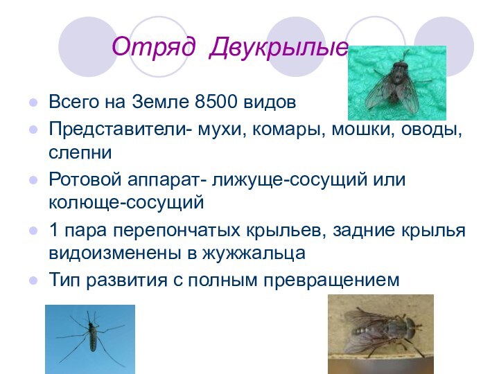 Отряд ДвукрылыеВсего на Земле 8500 видовПредставители- мухи, комары,