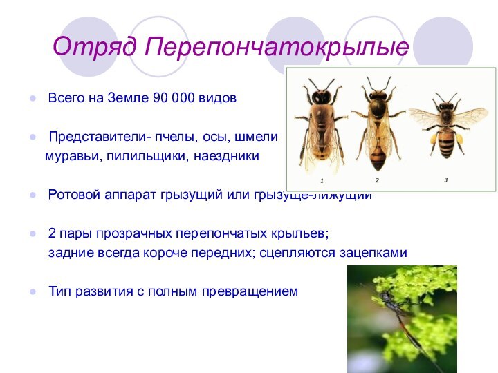 Отряд ПерепончатокрылыеВсего на Земле 90 000 видовПредставители- пчелы, осы, шмели  муравьи,