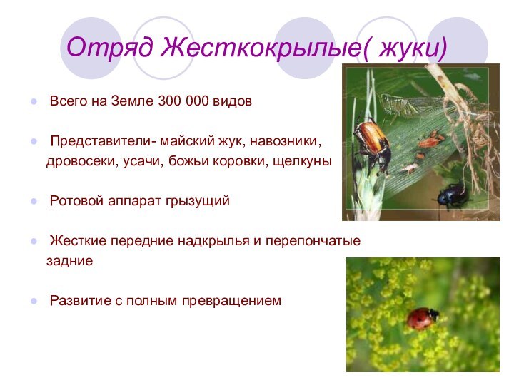 Отряд Жесткокрылые( жуки)  Всего на Земле 300 000 видовПредставители- майский жук,