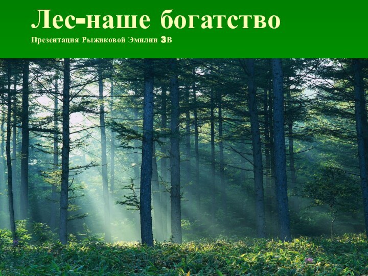 Лес-наше богатство Презентация Рыжиковой Эмилии 3В