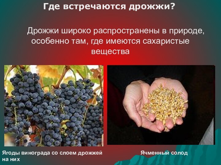 Дрожжи широко распространены в природе, особенно там, где имеются сахаристые веществаЯгоды винограда со слоем