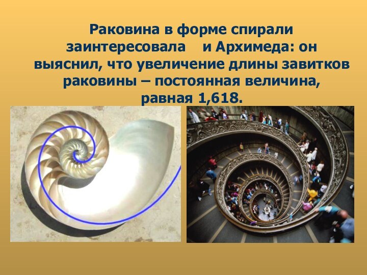 Раковина в форме спирали заинтересовала  и Архимеда: он выяснил, что увеличение