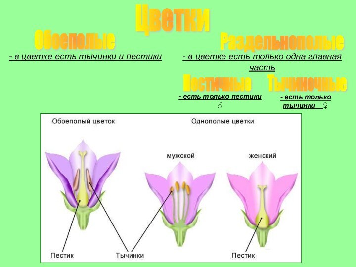 ЦветкиОбоеполыеРаздельнополые- в цветке есть тычинки и пестики- в цветке есть только одна главная частьПестичныеТычиночные-