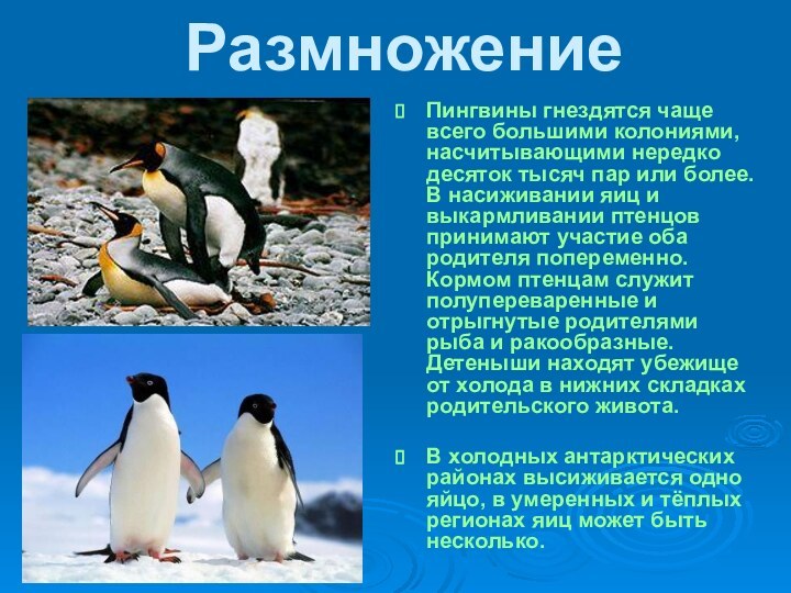 РазмножениеПингвины гнездятся чаще всего большими колониями, насчитывающими нередко десяток тысяч пар или более. В