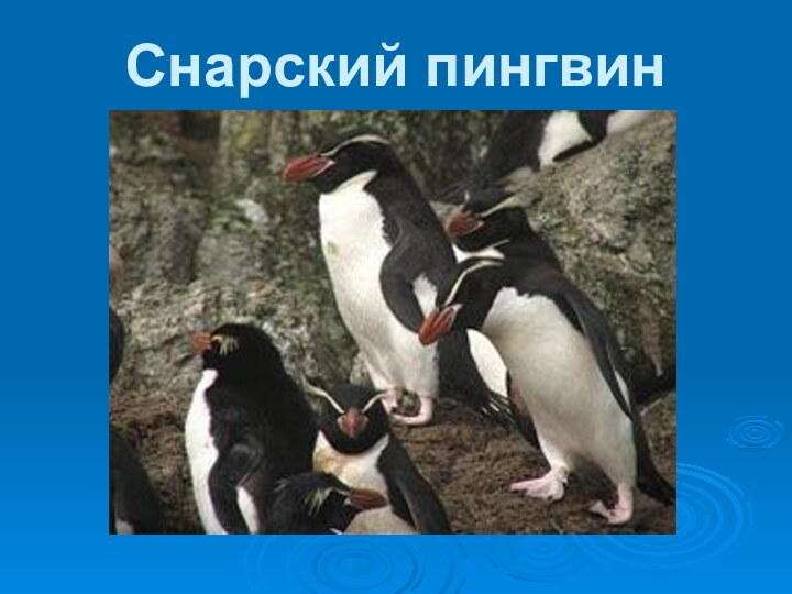 Снарский пингвин