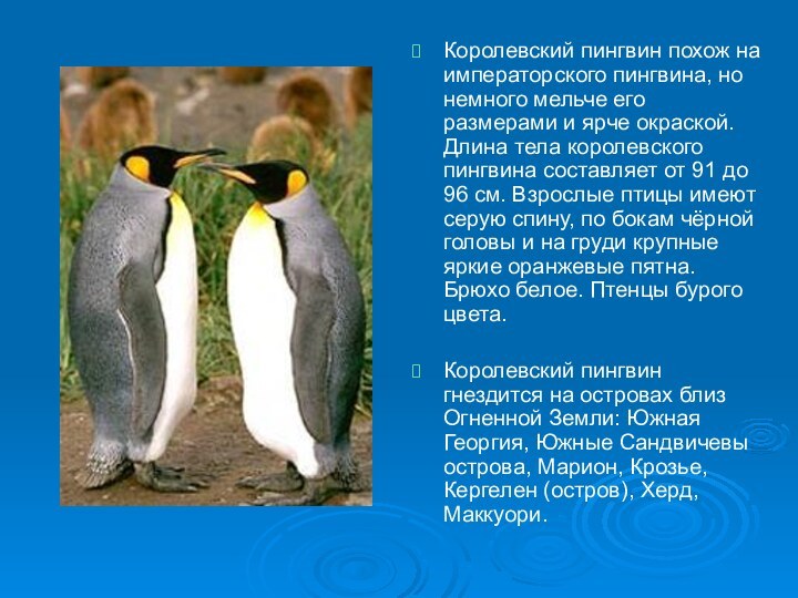 Королевский пингвин похож на императорского пингвина, но немного мельче его размерами и ярче окраской.