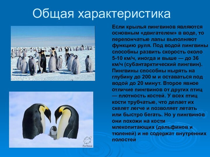 Общая характеристикаЕсли крылья пингвинов являются основным «двигателем» в воде, то перепончатые лапы выполняют функцию