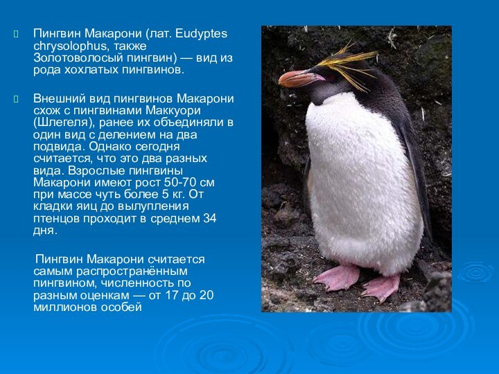 Пингвин Макарони (лат. Eudyptes chrysolophus, также Золотоволосый пингвин) — вид из рода хохлатых пингвинов.Внешний