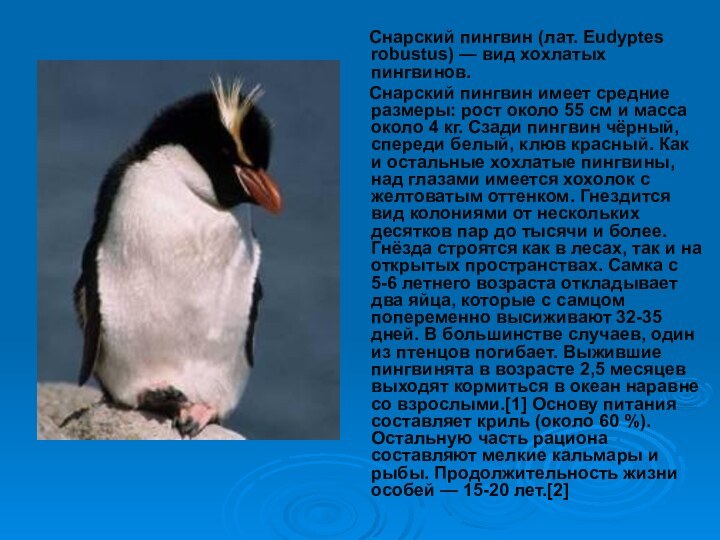 Снарский пингвин (лат. Eudyptes robustus) — вид хохлатых пингвинов.