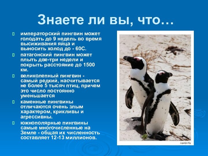 Знаете ли вы, что…императорский пингвин может голодать до 9 недель во время высиживания яйца