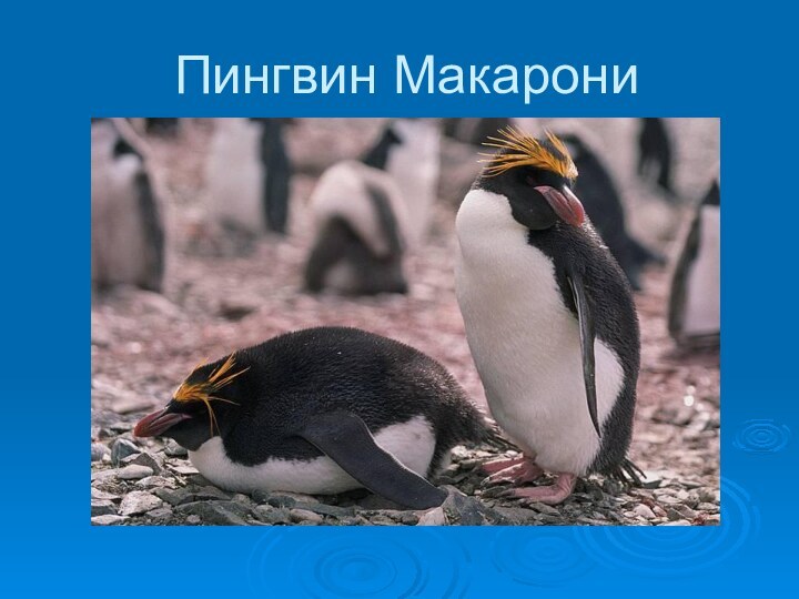 Пингвин Макарони