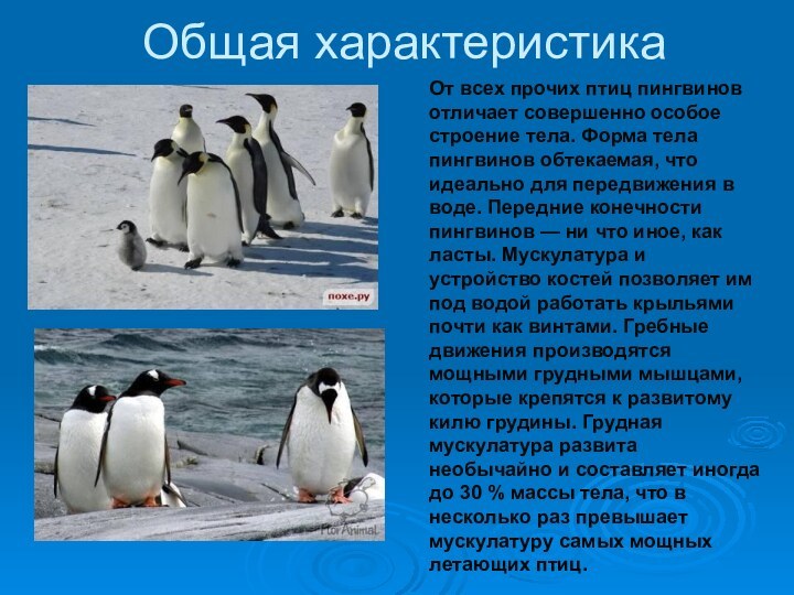 Общая характеристикаОт всех прочих птиц пингвинов отличает совершенно особое строение тела. Форма тела пингвинов