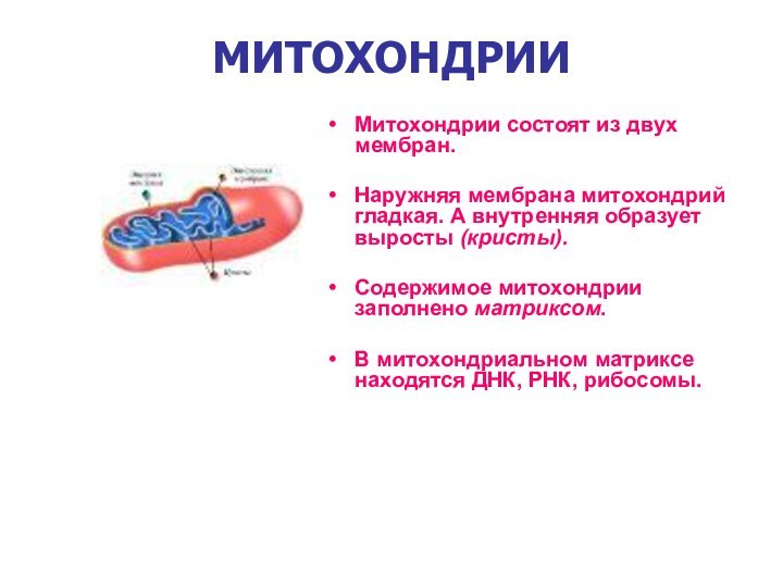 МИТОХОНДРИИМитохондрии состоят из двух мембран.Наружняя мембрана митохондрий гладкая. А внутренняя образует выросты (кристы).Содержимое митохондрии