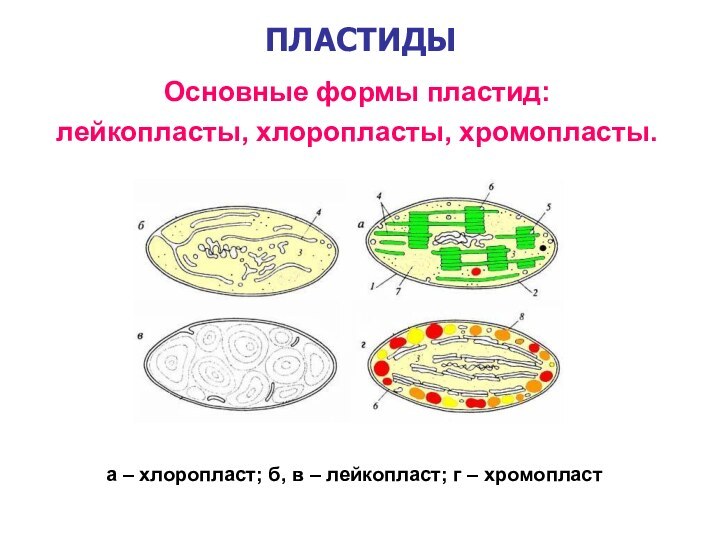 ПЛАСТИДЫОсновные формы пластид:лейкопласты, хлоропласты, хромопласты. а – хлоропласт; б, в – лейкопласт; г – хромопласт