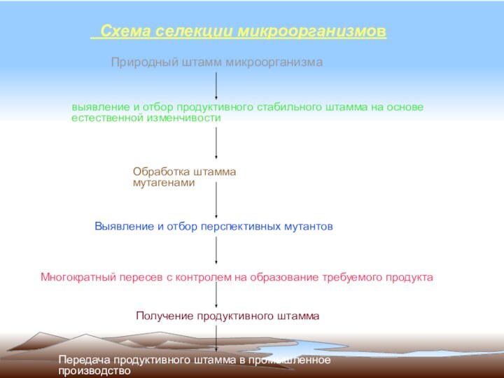 Схема селекции микроорганизмов   Природный штамм микроорганизма