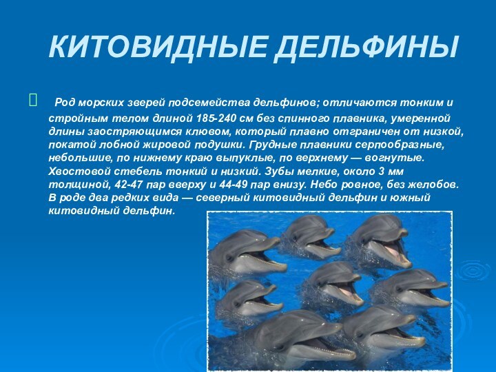 КИТОВИДНЫЕ ДЕЛЬФИНЫ Род морских зверей подсемейства дельфинов; отличаются тонким и стройным телом длиной 185-240