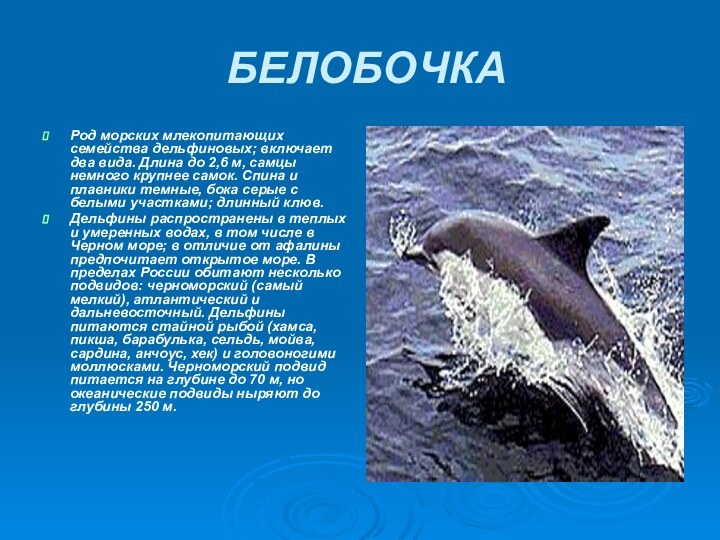 БЕЛОБОЧКАРод морских млекопитающих семейства дельфиновых; включает два вида. Длина до 2,6 м, самцы немного