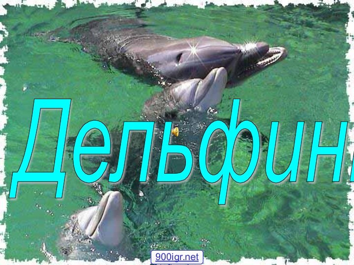 Дельфины 900igr.net